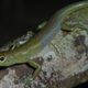 Another green-blooded lizard, this one from the lowlands of Papua New Guinea.